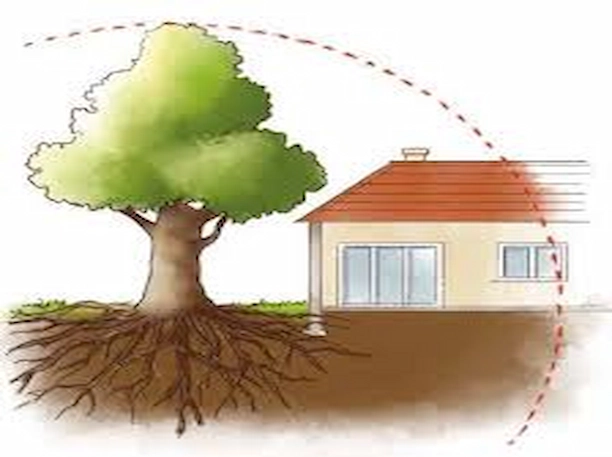 Arbres et fondations