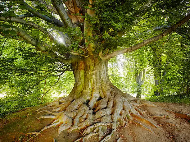 Arbres résistants aux maladies au Québec