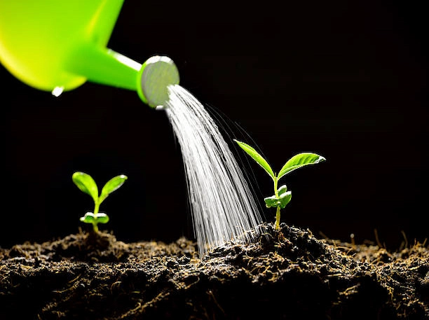 Comment arroser un jeune arbre