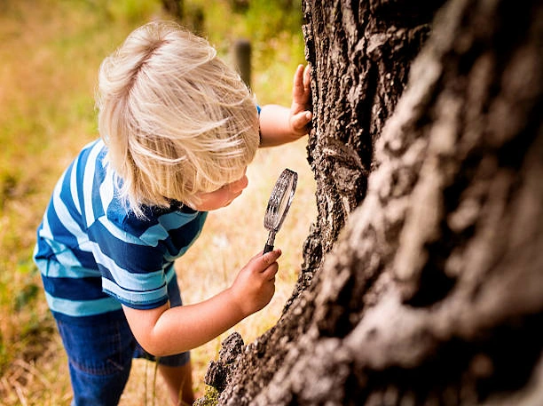 Comment reconnaître un arbre dangereux?