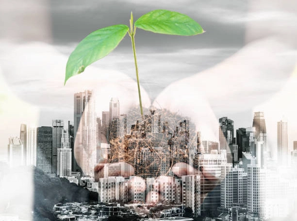 Plantation d'un arbre en zone urbaine