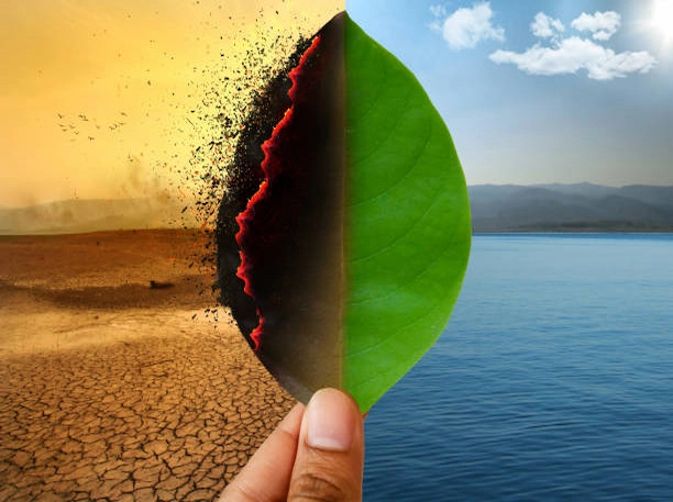 changement climatique et effet sur les arbres