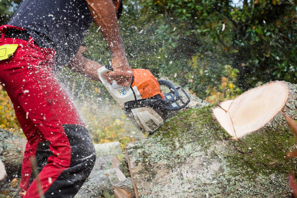 Élagage Unique - Granby photo 8