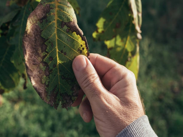 Les maladies les plus courantes chez les arbres du Québec