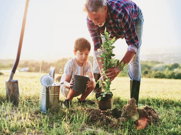 Quand planter un arbre au Québec ?
