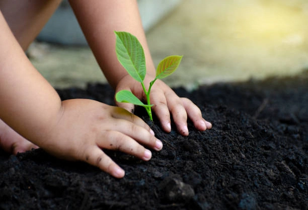 Quand planter un arbre au Québec ?