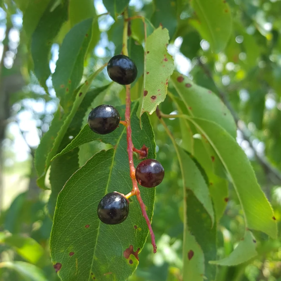 Cerisier tardif — Prunus serotina