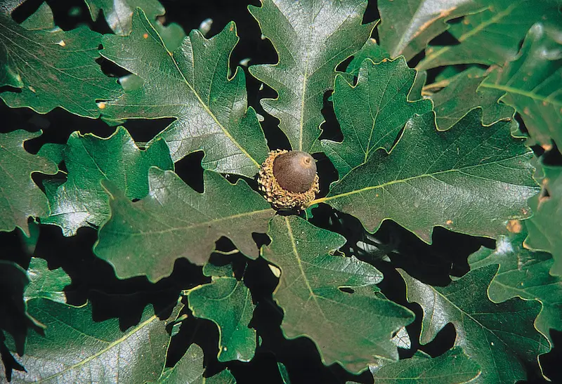 Chêne à gros fruits — Quercus macrocarpa