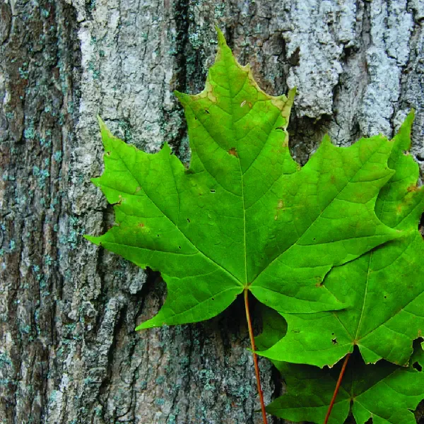 Érable à sucre — Acer saccharum