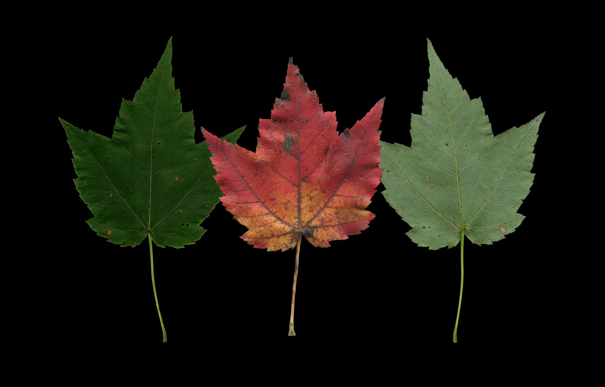 L'érable rouge en Montérégie et Estrie