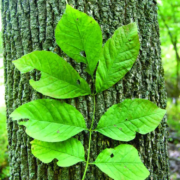 Frêne d'Amérique — Fraxinus americana