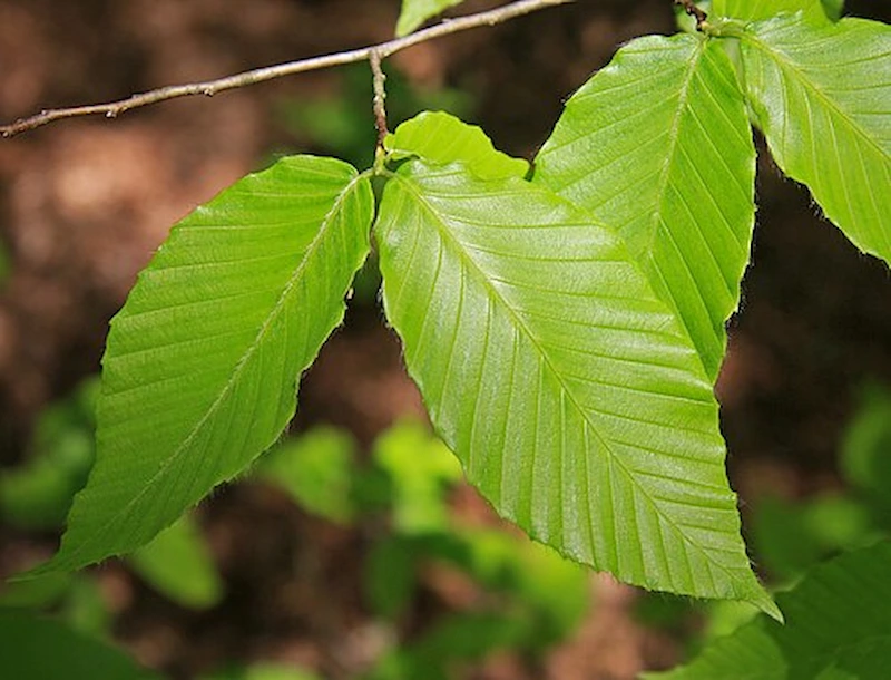 Le hêtre à grandes feuilles en Montérégie et Estrie