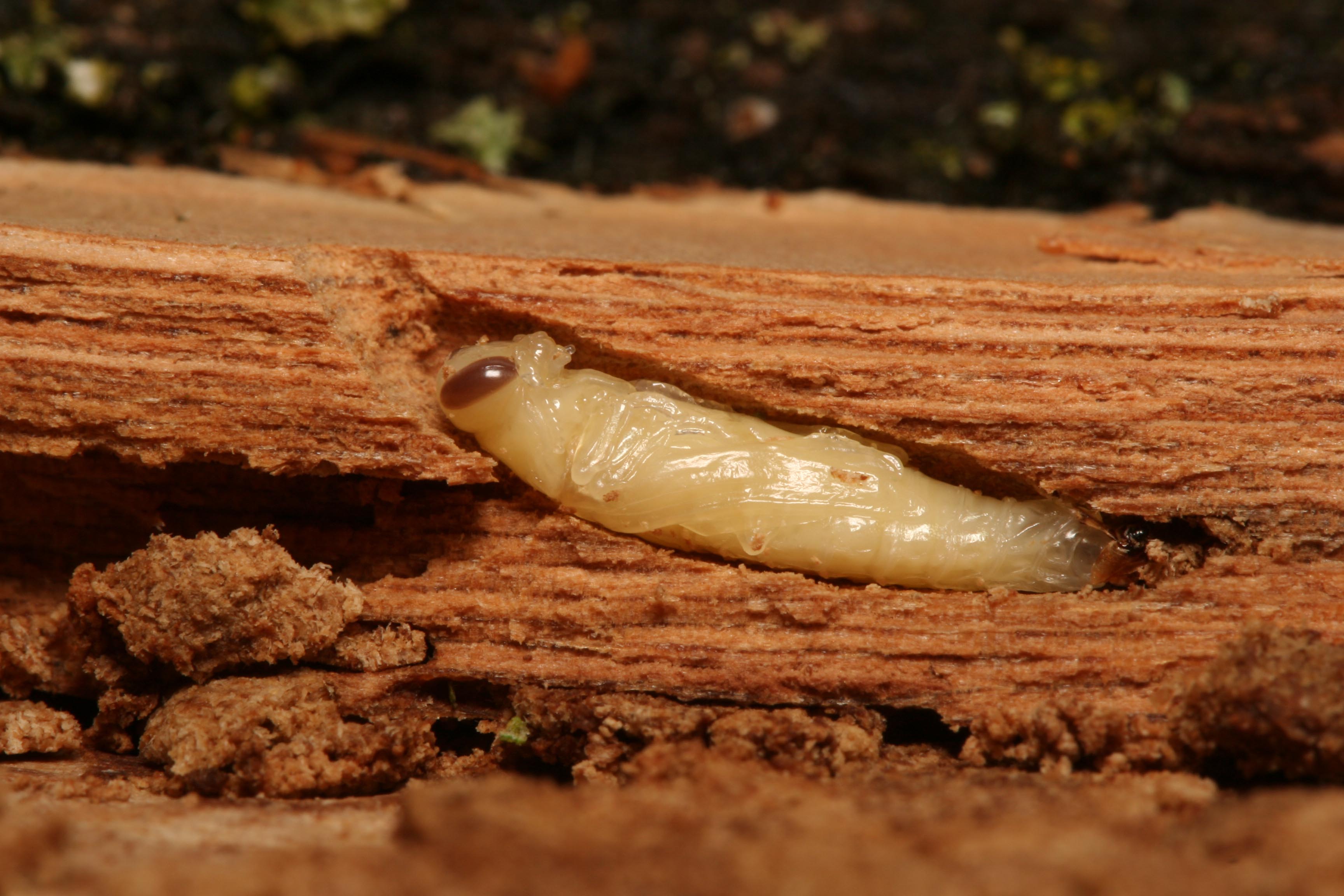 Maladies, champignons et insectes des arbres indigènes — Montérégie et Estrie