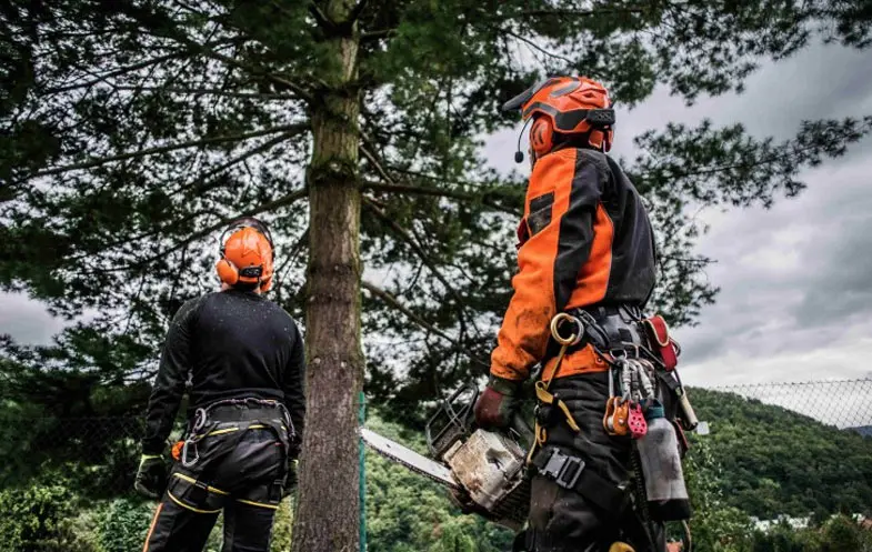 Formulaire devis élagage arbre