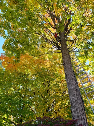 Élagage d’arbres