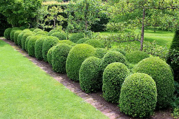 Taille d’un arbuste décoratif dans un jardin