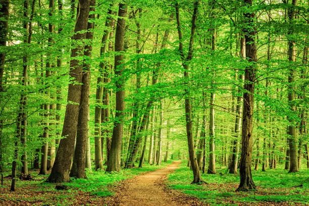 Éclaircissement sélectif d’un sous-bois