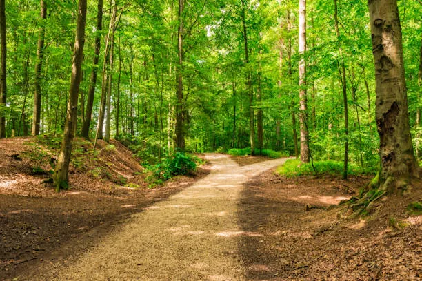 Travail forestier avec coupe sélective et sentier