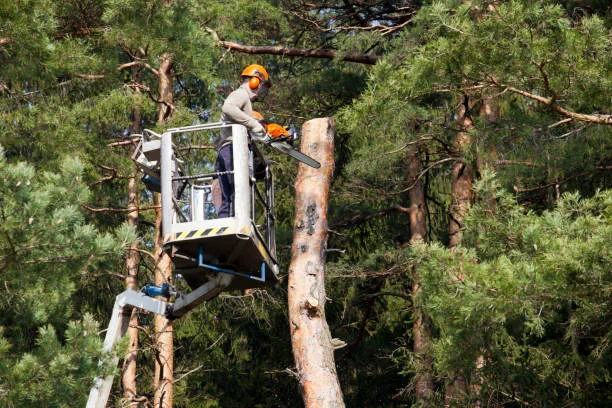 Équipe en nacelle taillant un érable mature