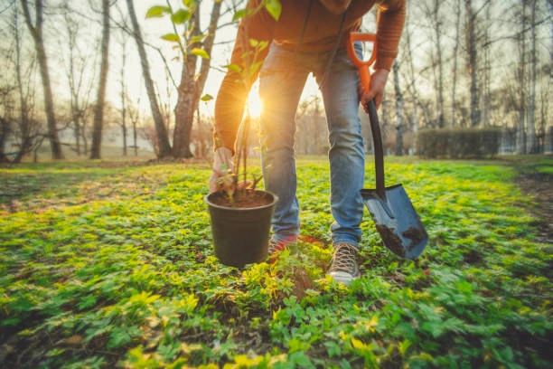 Spécialiste en plantation guidant un client