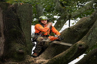 Abattage d’un arbre par grue