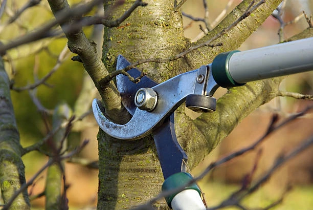 Jeune arbre structuré par taille de formation
