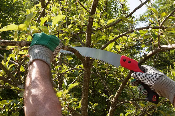 Élagage d’un pommier en formation