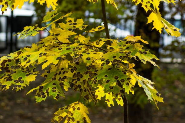 Feuille d’arbre malade montrant des taches foliaires