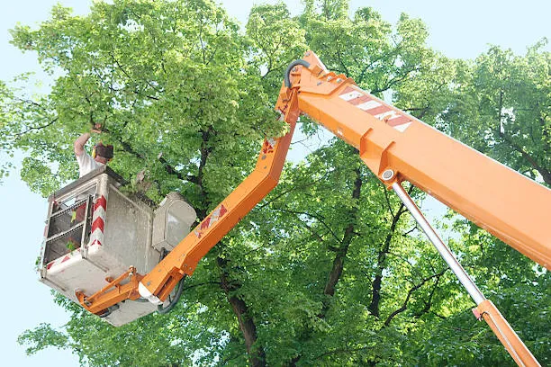 Élagage d’un arbre par nacelle hydraulique