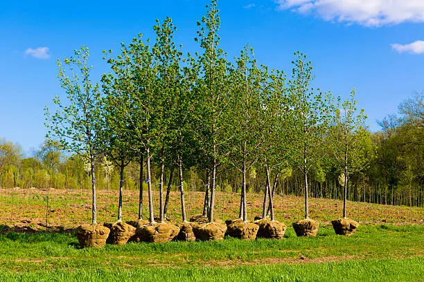 Plantation de jeunes arbres en rangée
