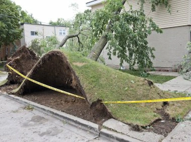 Élagage d'urgence après une tempête