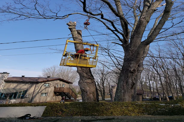 Élagage d’un arbre à Ange-Gardien secteur résidentiel