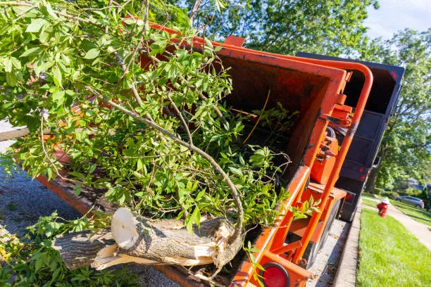 Intervention arboricole près d’un cabanon à Bedford