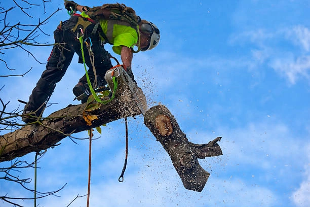 Arbre en élagage à Bromont avec montagne en arrière-plan