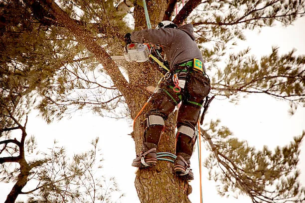 Équipe en intervention arboricole à Farnham