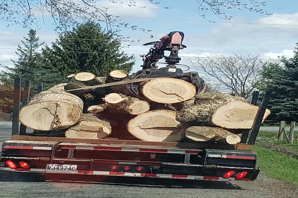 Travaux arboricoles à Lac-Brome