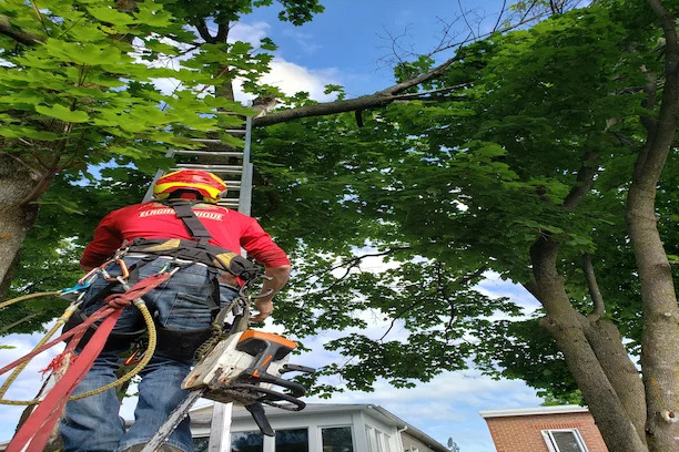 Entretien arboricole dans un boisé de Sutton